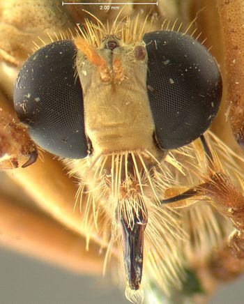 Media type: image;   Entomology 12822 Aspect: head frontal view